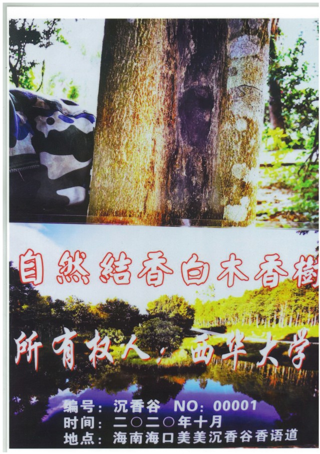 30 凌巧 自然结香白木香树所有权(编号:沉香谷NO00001) 30 凌巧 自然结香白木香树所有权(编号:沉香谷NO00001)